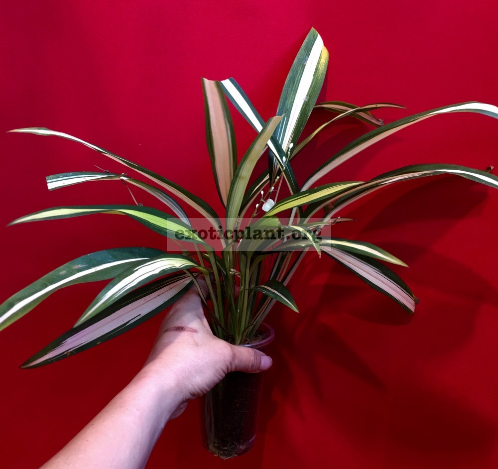 Chlorophytum SP Charlotte