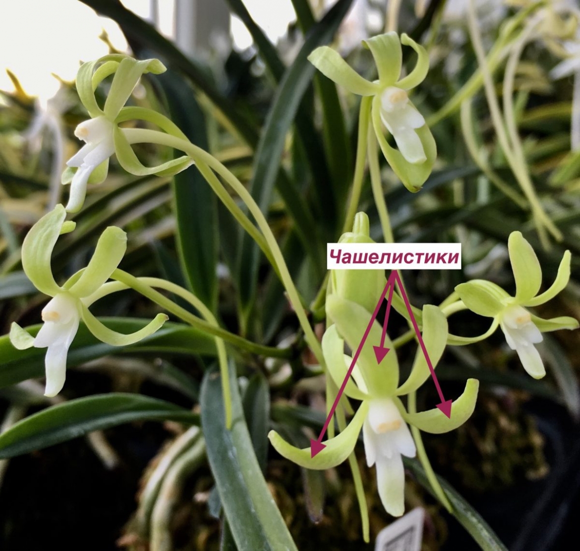 neofinetia Hisui 翡翠 | EXOTIC PLANT Редкие коллекционные растения