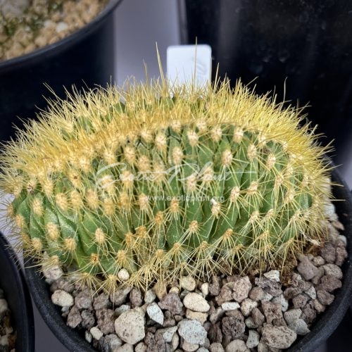 mammillaria pilcayensis cristata EXOTIC PLANT Редкие коллекционные