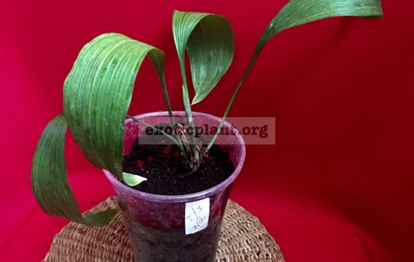 Aspidistra sp (T17) #2 750