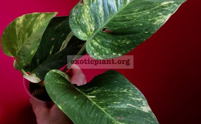 Epipremnum aureum GIANT GOLDEN POTHOS№14 20-30-100 cataloque