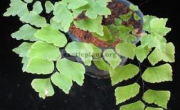 Adiantum-trapeziforme-