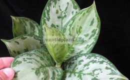 Aglaonema-Thong-Nithi-700-