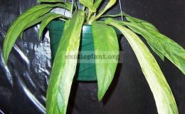 Anthurium-vittarifolium-variegated-85