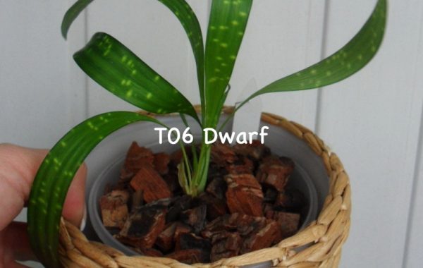 Aspidistra-sp.T06-Dwarf1