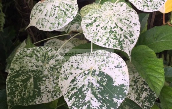 Broussonetia-papyrifera-variegata-50