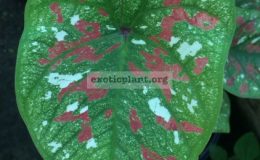 Caladium-Kasetsart-20