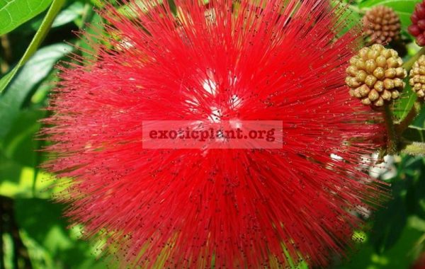 Calliandra-Tweedii-