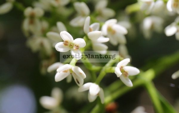 Chionanthus-ramiflorus