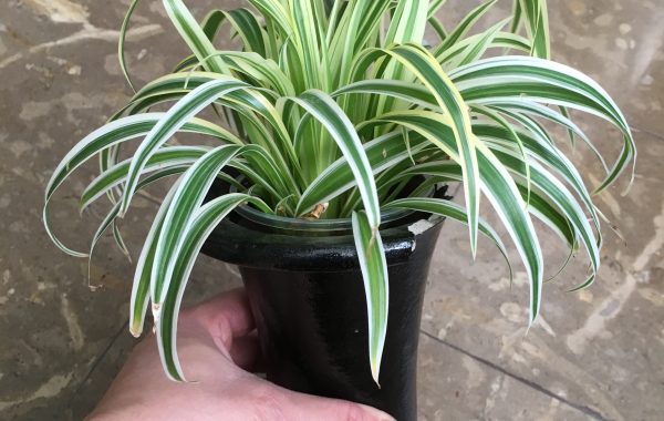 Chlorophytum-sp-narrow-leave-marginata-compact-form-