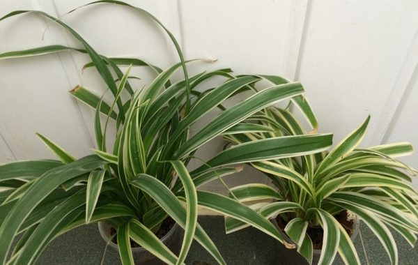 Chlorophytum-sp-narrow-leave-marginata-и-Chlorophytum-sp-narrow-leave-marginata-compact-form