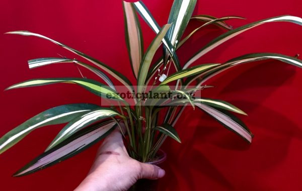 Chlorophytum-sp.’Charlotte’-7-10