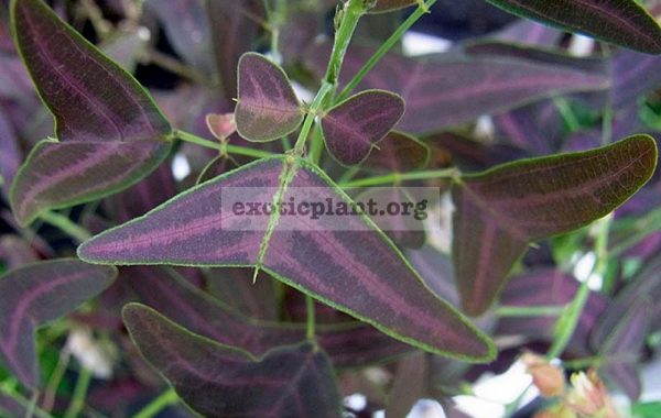 Christia-purple-leaf-