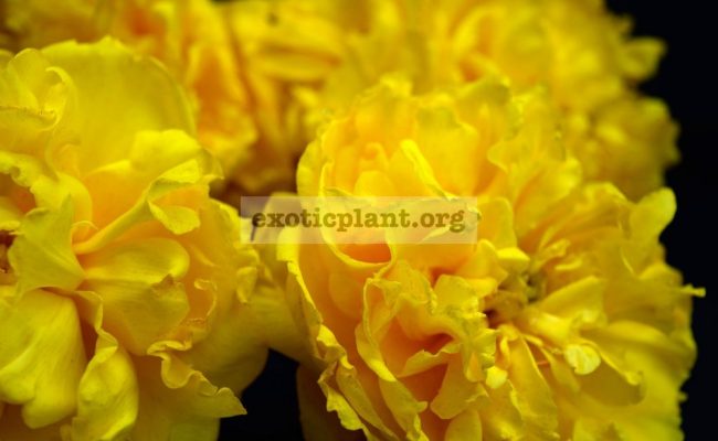 Cochlospermum-regium-