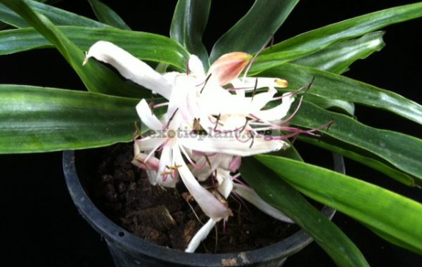 Crinum-asiaticum-Dwarf-23