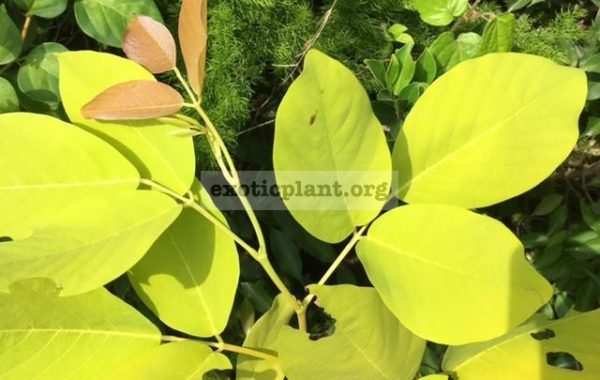 Dendrolobium-umbellatum-Vanuatu-yellow-leaf-50