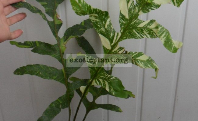 Drynaria-quercifolia-variegated-