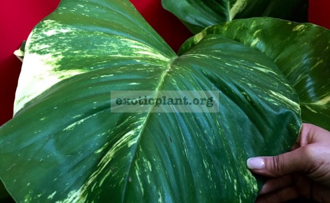 Epipremnum-aureum-GIANT-GOLDEN-POTHOS1-100-