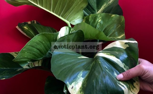 Epipremnum-aureum-GIANT-GOLDEN-POTHOS1-100