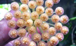 Hoya-rosarioae615-1200-