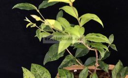 Malpighia-glabra-dwarf-variegated-