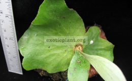 P.-stemaria-wax-leaf-