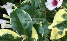 PANDOREA-JASMINOIDES-VARIEGATA-