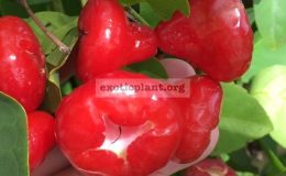 Syzygium-samarangense-small-and-red-fruit-30