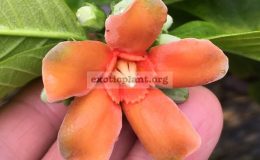 Wrightia-sp.-Khao-Yai-orange-flowergrafted-60