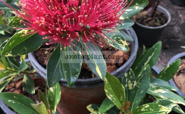 Xanthostemon-chrysanthus-variegated-red-flower-new-70-1-1