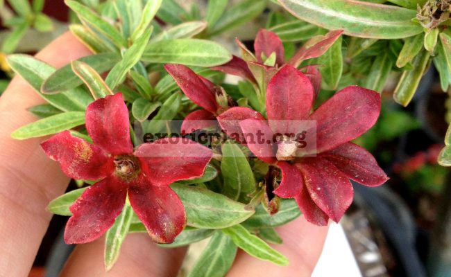 adenium-Plastic-Dwarf-Flower