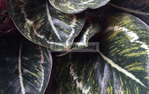 calathea-roseopicta-variegated