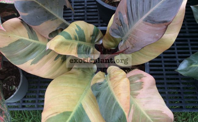 philodendron-Black-Cardinal-variegated-