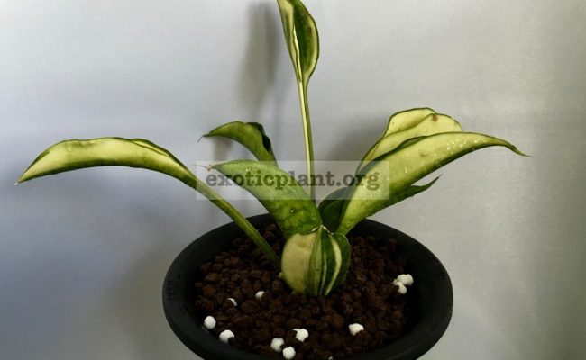 sansevieria-coccina-variegatd-50