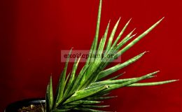 sansevieria-francisii-variegated-