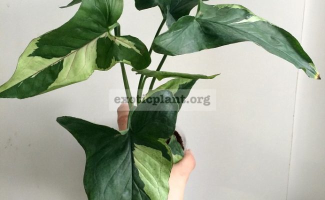 syngonium-Green-Arrow-Mutation-variegated-1500