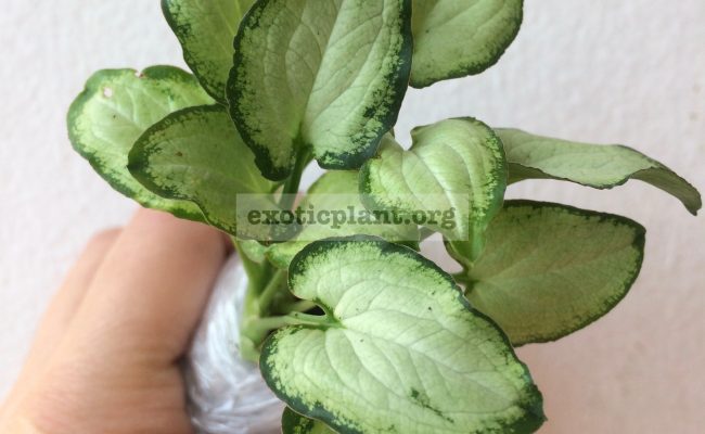 syngonium-Mouse-Ears-dwarf-