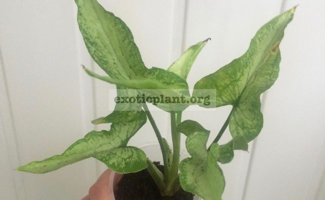 syngonium-Nguengi-Laima-Gray-Mutation-12