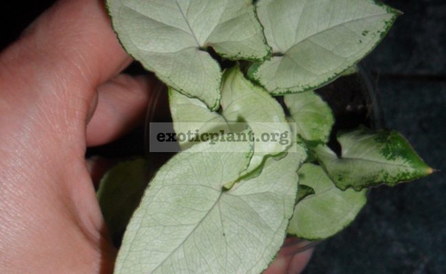 syngonium-silver-mini-