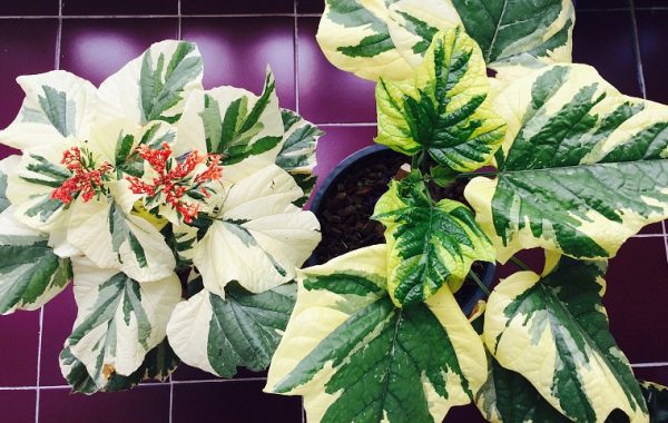 Clerodendrum-paniculatum-white-vand-yellow-variegated-compare