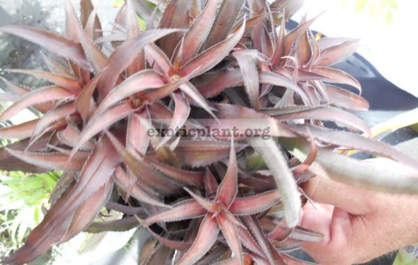 Cryptanthus Pixie 16