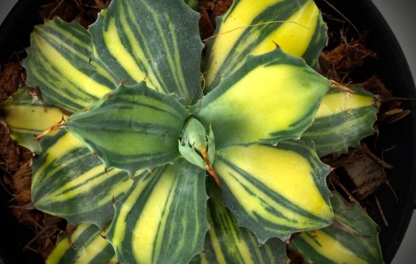 agave isthmensis striata