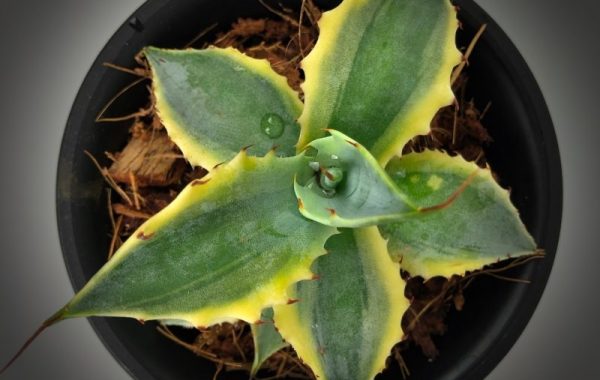 agave verschaffeltii marginata