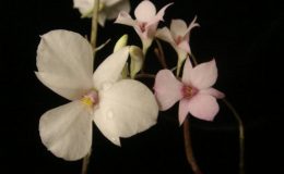 246-Dendrobium-fytchianum-BS-12-40-Dendrobium-barbatulum