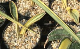 266-«Little-Dragon»-variegated-