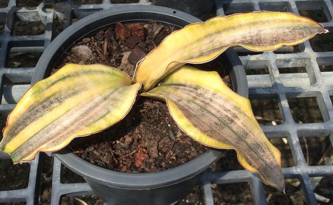 276-kirkii-var-pulchra-«Coppertone»-variegated-