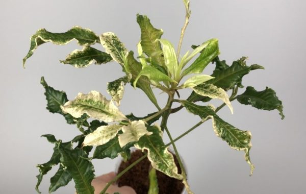 Ardisia japonica crispy white variegata 60