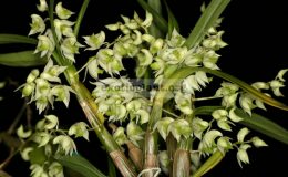 Dendrobium-compactum