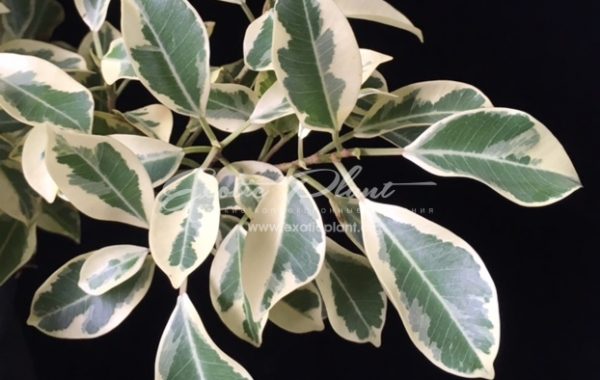 Ficus microcarpa albomarginata (Compact)30