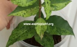 Malpighia-glabra-dwarf-variegated-60